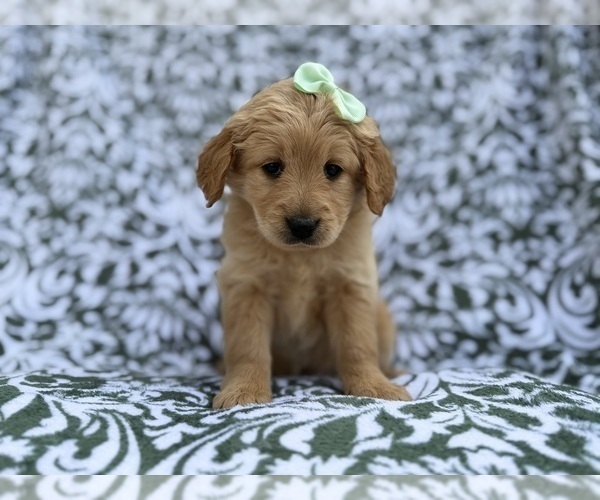 Medium Photo #1 Goldendoodle Puppy For Sale in LAKELAND, FL, USA