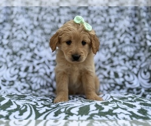Goldendoodle Puppy for sale in LAKELAND, FL, USA
