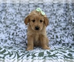 Small Goldendoodle