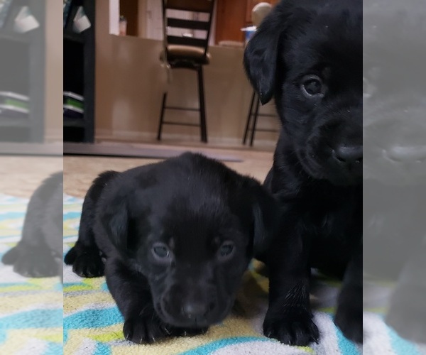 Medium Photo #41 Labrador Retriever Puppy For Sale in OLYMPIA, WA, USA