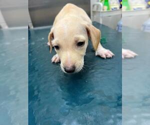 Dachshund-Unknown Mix Dogs for adoption in Mobile, AL, USA