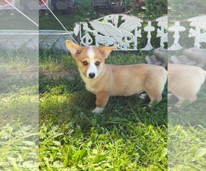 Mutt Dogs for adoption in HOPKINSVILLE/PRINCETON, KY, NH, USA