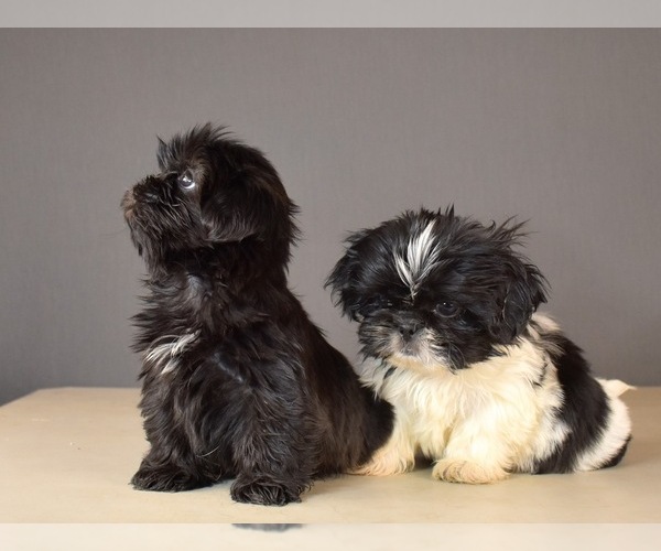 Medium Photo #8 Shih Tzu Puppy For Sale in SCOTTSDALE, AZ, USA