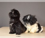 Small Photo #8 Shih Tzu Puppy For Sale in SCOTTSDALE, AZ, USA