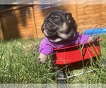 Small #1 French Bulldog