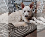 Small #1 white german shepherd Mix