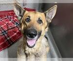 Small German Shepherd Dog