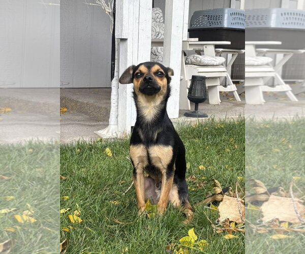 Medium Photo #1 Chihuahua Puppy For Sale in Sandy, UT, USA