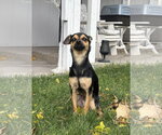Guenther - Female Chihuahua Dog for Adoption - Small photo