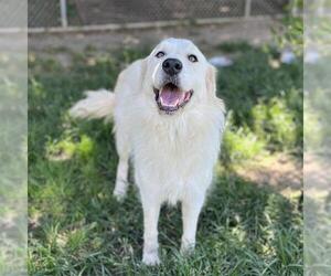 Medium Great Pyrenees