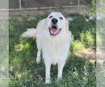 Small Great Pyrenees
