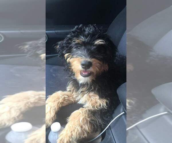 Medium Photo #1 Bernedoodle (Miniature) Puppy For Sale in LONGMONT, CO, USA