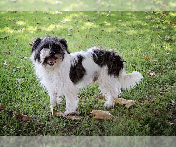 Medium Photo #1 Lhasa Apso Puppy For Sale in Marina Del Rey, CA, USA