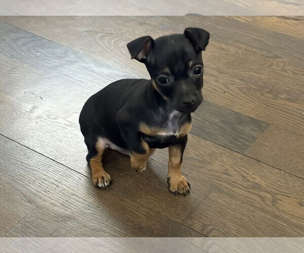 Medium Photo #4 Chihuahua-Unknown Mix Puppy For Sale in Omaha, NE, USA