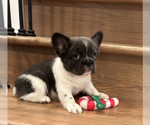 French Bulldog Puppy for sale in ROGERS, AR, USA