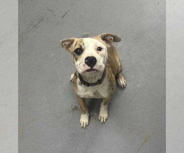 Medium Photo #1 Bull Terrier Puppy For Sale in Benton, PA, USA