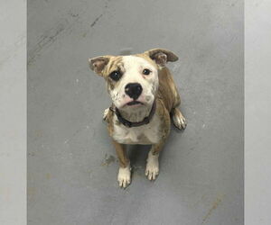 Bull Terrier Dogs for adoption in Benton, PA, USA