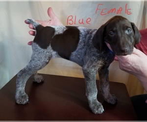 German Shorthaired Pointer Puppy for sale in SNEADS, FL, USA