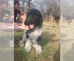 Poodle (Standard) Puppy for sale in WASHBURN, MO, USA