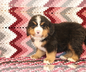 Bernese Mountain Dog Puppy for sale in SHILOH, OH, USA