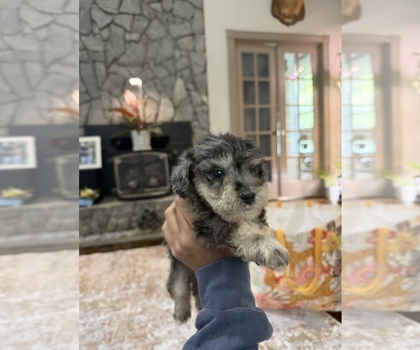 Medium Photo #1 Schnoodle (Miniature) Puppy For Sale in DINWIDDIE, VA, USA