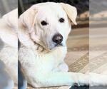 Small #2 Great Pyrenees