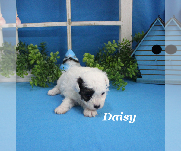 Medium Photo #16 Poodle (Toy) Puppy For Sale in CHANUTE, KS, USA