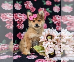 Pomeranian Puppy for sale in CHRISTIANA, PA, USA