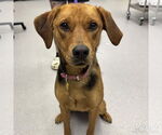 Small #2 Retriever  Mix