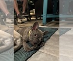 Small #10 French Bulldog