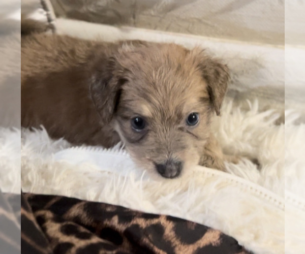 Medium Photo #1 Pomeranian Puppy For Sale in DENVER, CO, USA