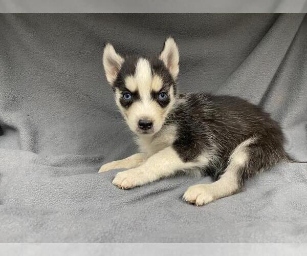 Medium Photo #1 Siberian Husky Puppy For Sale in HESPERIA, CA, USA