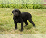 Small #4 Cane Corso
