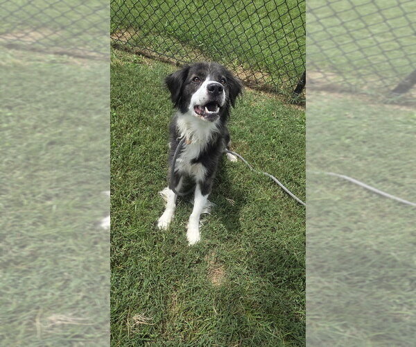 Medium Photo #3 Collie Puppy For Sale in Evansville, IN, USA