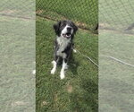 Small #2 Collie