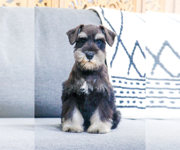 Medium Photo #19 Schnauzer (Miniature) Puppy For Sale in SYRACUSE, IN, USA