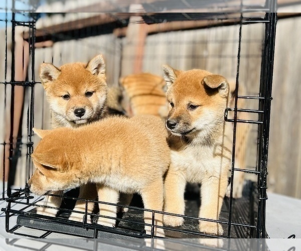 Medium Photo #13 Shiba Inu Puppy For Sale in FREMONT, CA, USA