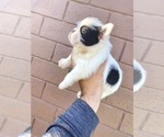 Small Photo #127 French Bulldog Puppy For Sale in ORLANDO, FL, USA