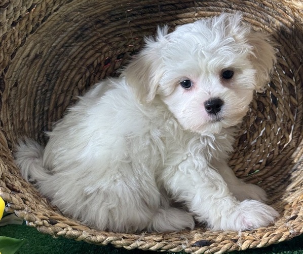 Medium Photo #4 La-Chon Puppy For Sale in CANOGA, NY, USA