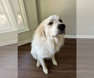 Great Pyrenees Dogs for adoption in SUMMERVILLE, SC, USA