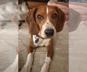 Beagle Dogs for adoption in Dunnellon, FL, USA