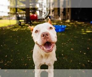 American Pit Bull Terrier Dogs for adoption in Orlando, FL, USA