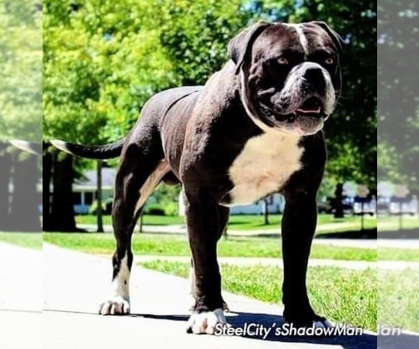 Medium Photo #1 Alapaha Blue Blood Bulldog Puppy For Sale in WEIRSDALE, FL, USA