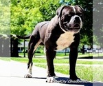 Small Photo #1 Alapaha Blue Blood Bulldog Puppy For Sale in WEIRSDALE, FL, USA