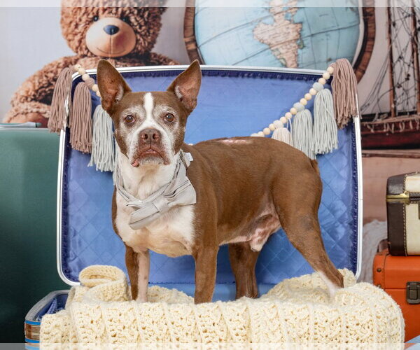 Medium Photo #1 Boston Terrier Puppy For Sale in Huntington Beach, CA, USA