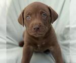 Small #2 Labrador Retriever Mix