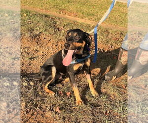 Labrador Retriever-Unknown Mix Dogs for adoption in Monterey, VA, USA