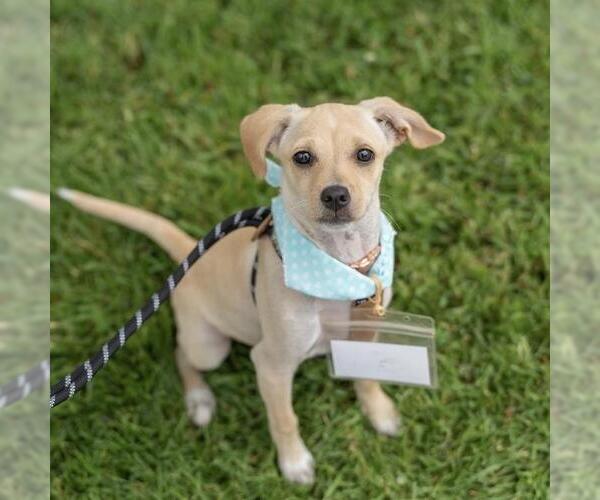 Medium Photo #6 Chihuahua-Spaniel Mix Puppy For Sale in San Diego, CA, USA