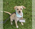 Small #5 Chihuahua-Spaniel Mix