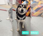 Small Huskies  Mix